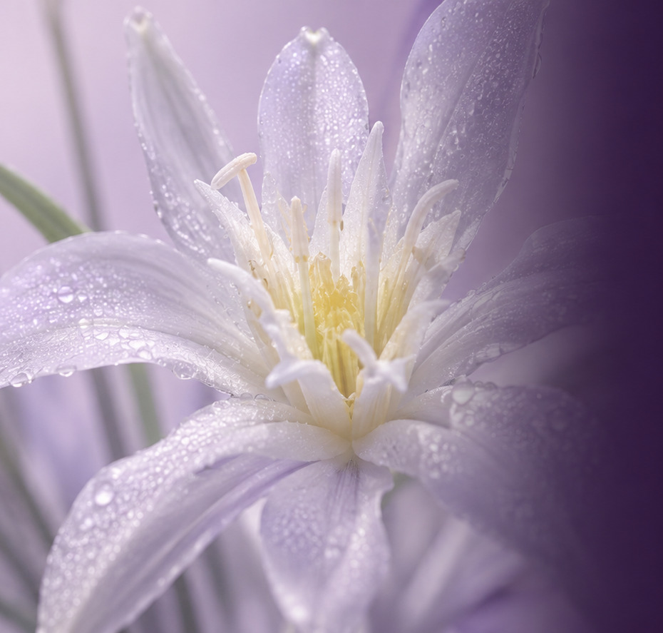 White Sea Daffodil flower beside a translucent lilac sphere