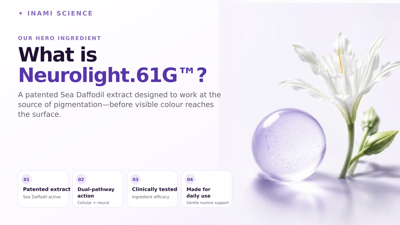 Neurolight.61G is a patented Sea Daffodil extract with dual-pathway action, clinically studied and designed for daily use